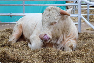 Bydło, krowa,byk w zagrodzie. © MR. Stanek