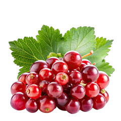 Fototapeta premium red currant with green leaves