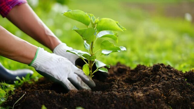 Person planting green seedling in soil wearing gardening gloves, sustainable gardening and eco-friendly practices