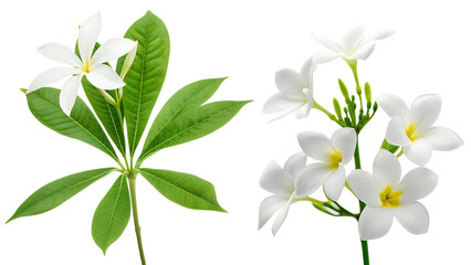  white flowers of tree isolated on white background  PNG ,ai generated