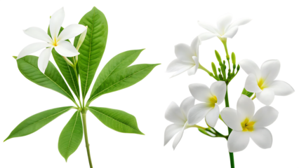  white flowers of tree isolated on white background  PNG ,ai generated