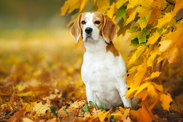 cute beagle dog posing in the autumn park with yellow leaves 