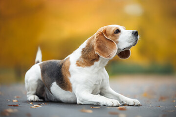 beautiful beagle dog lying outdoors in autumn