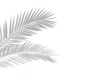 Realistic shadow overlay effect. Natural palm leaf shadows isolated on transparent background. Tropical coconut branch shade, foliage silhouette decoration. Design element for summer spring projects