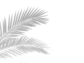 Realistic shadow overlay effect. Natural palm leaf shadows isolated on transparent background. Tropical coconut branch shade, foliage silhouette decoration. Design element for summer spring projects