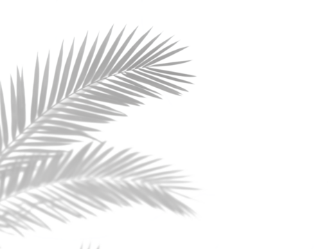 Realistic shadow overlay effect. Natural palm leaf shadows isolated on transparent background. Tropical coconut branch shade, foliage silhouette decoration. Design element for summer spring projects