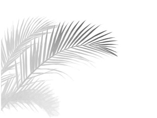 Realistic shadow overlay effect. Natural palm leaf shadows isolated on transparent background. Tropical coconut branch shade, foliage silhouette decoration. Design element for summer spring projects