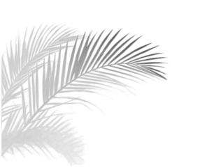 Realistic shadow overlay effect. Natural palm leaf shadows isolated on transparent background. Tropical coconut branch shade, foliage silhouette decoration. Design element for summer spring projects