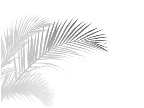 Realistic shadow overlay effect. Natural palm leaf shadows isolated on transparent background. Tropical coconut branch shade, foliage silhouette decoration. Design element for summer spring projects - Powered by Adobe