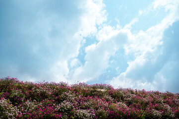 Obraz premium Lots of bright pink and white flowers against a blue sky with clouds