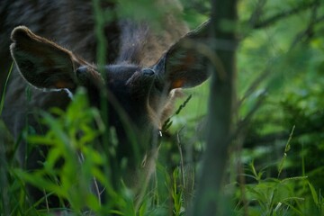 deer in the woods