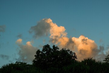 Golden hour clouds float above lush green foliage under a clear blue sky. Perfect for serene nature scenes and calming visuals.