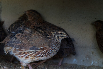 The brown female Quail