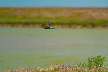 European Bee-eater (Merops apiaster) in Mid-Flight over the Wildflower Meadows of the Danube Delta, Romania – Vivid Colors in Untamed Eastern European Wilderness