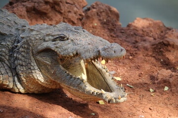 Krokodil