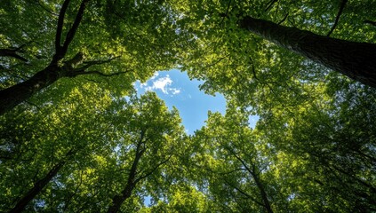 Fototapeta premium Lush green forest canopy with a glimpse of a bright blue sky