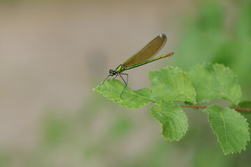 una libellula calopteryx splendens su una foglia