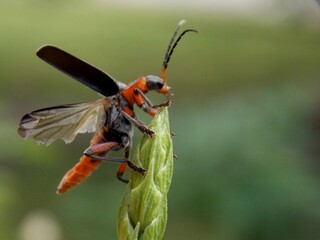 the red bug takes off