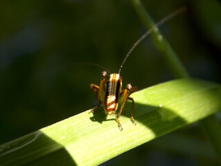 a small grasshopper on a green blade of grass