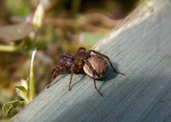 a small brown spider with its brood