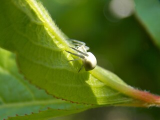 small white spider on a green leaf
