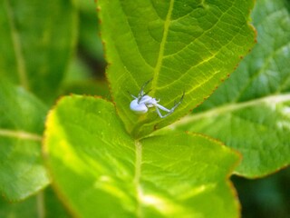 small white spider on a green leaf
