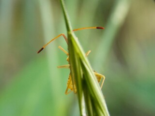 the horns of a beetle on a plant