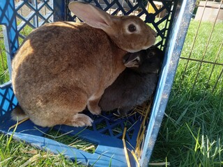 Brown Bunny