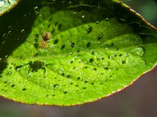 raindrops on a spider web and a spider