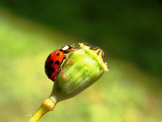 small red ladybug on a plant