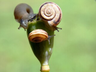 three little snails on a plant