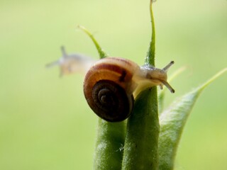 two small snails on a plant