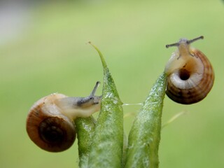 two small snails on a plant