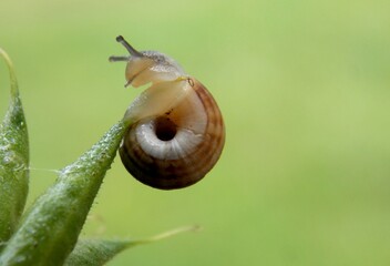 a small snail on a plant