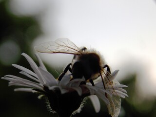 a bee on a flower