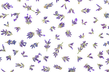 Beautiful aromatic lavender flowers isolated on a white background, top view. Flat lay.