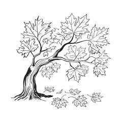 Maple Tree Line Art Illustration, Hand-Drawn Botanical Tree with Leaves