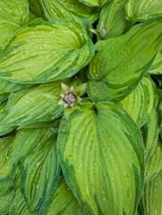 Vertical close-up photo of variegated hosta leaves with dew drops and a flower bud. Fresh natural...