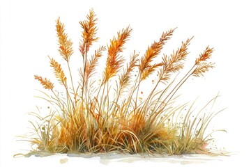 Tall Grass grass illustration watercolor.