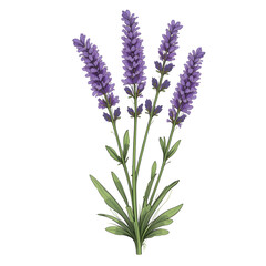 Fototapeta premium Bunch of Lavender Flowers