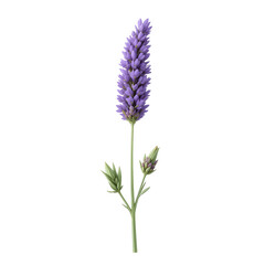 Fototapeta premium Single Lavender Sprig Illustration