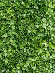 Lush Green Leafy Background with Varied Textures and Shades of Green