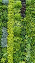 Lush Vertical Garden with Varied Greenery and Texture Arrangement