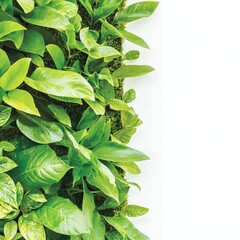 Lush Green Leaves in an Indoor Vertical Garden Displaying Foliage
