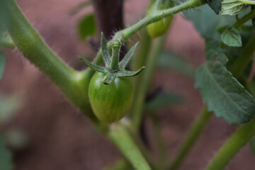 Tomato plant with young green tomato growing in the soil in summer. Tomato sprout growing in the ground outdoors. Concept of the farming and gardening. Vegetable garden in Italy, Sicily.  