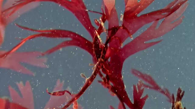 A Caprella septentrionalis, or sea goat, clings to and moves among vibrant red algae on the seabed in the icy waters of the White Sea within the Arctic Ocean.