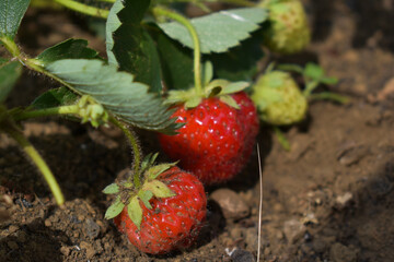 Strawberry developing green and red fruits on an organic strawberry plant  in the vegetable garden...