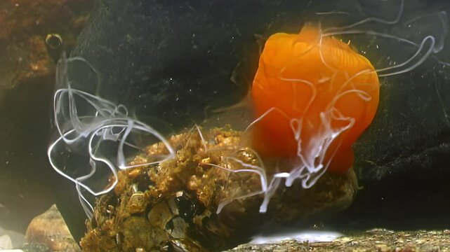 Deep in the White Sea, a Balanus clam ejects a milky cloud of sperm into the water. The reproductive event unfolds near the seabed, a flurry of life in the Arctic Ocean's embrace.