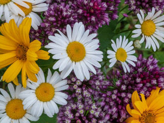 Vibrant Summer Garden Medley: Daisies, Heliopsis, and Allium Flowers