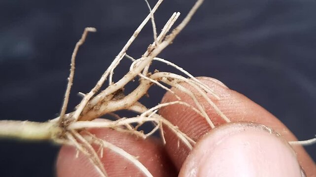 Person's fingers gently touching grass roots